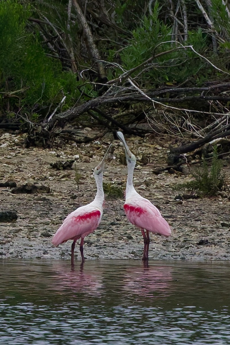Roseate Spoonbill - ML636110857