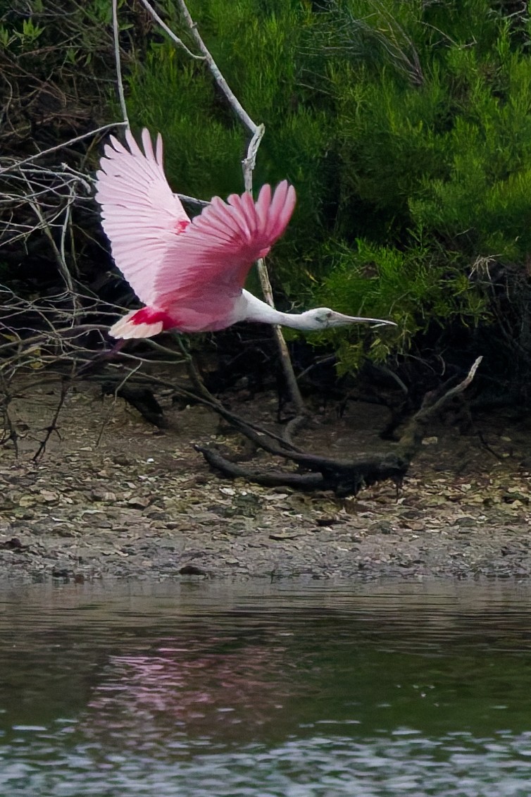 Roseate Spoonbill - ML636110858