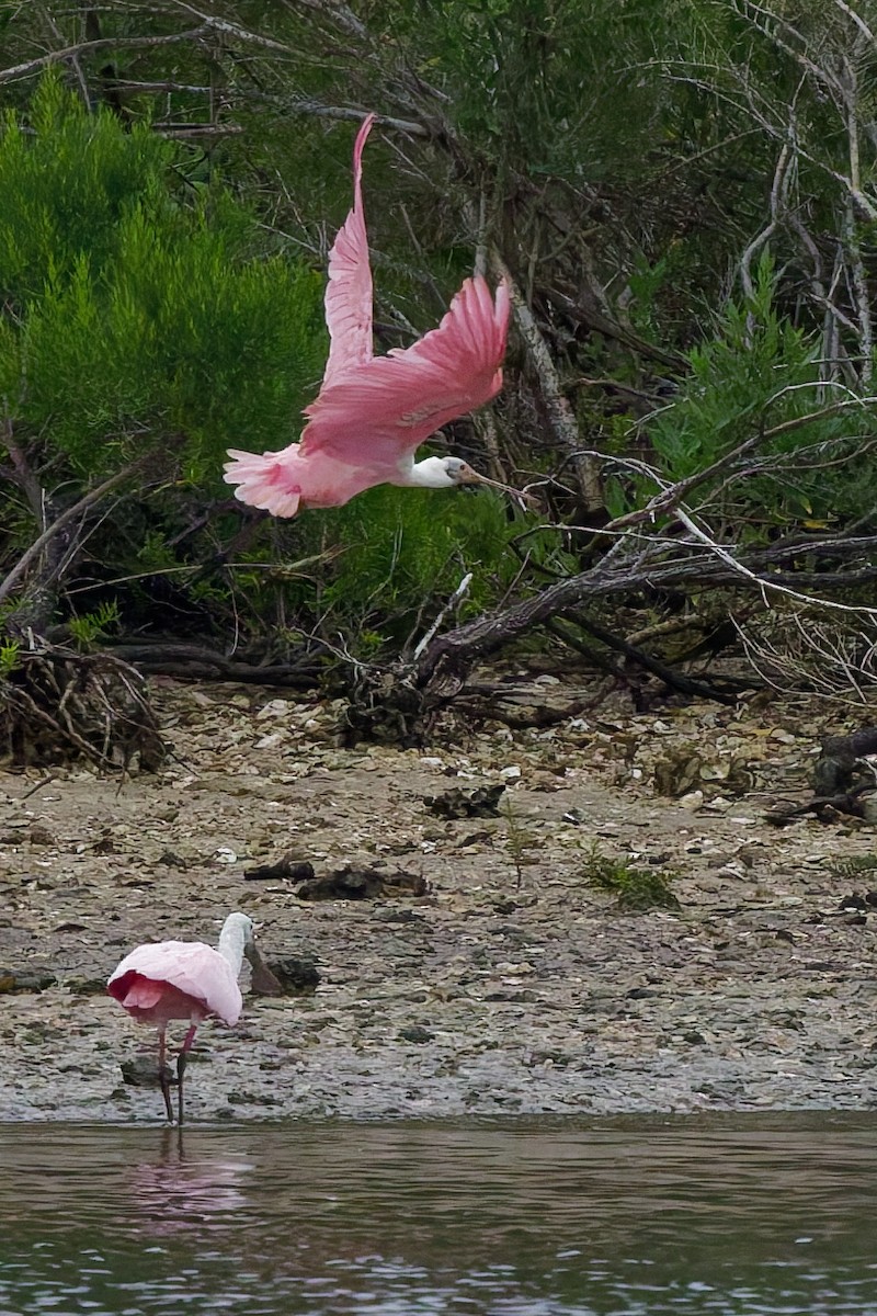 Roseate Spoonbill - ML636110859