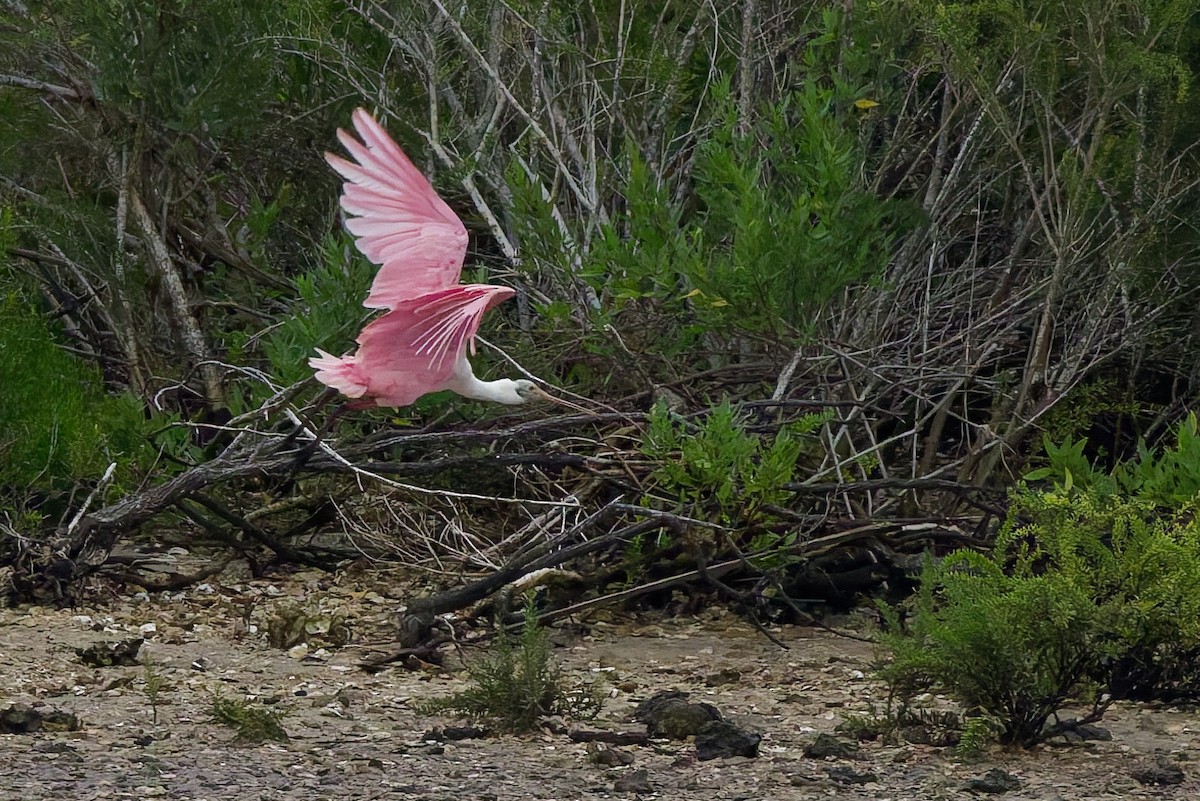 Roseate Spoonbill - ML636110860