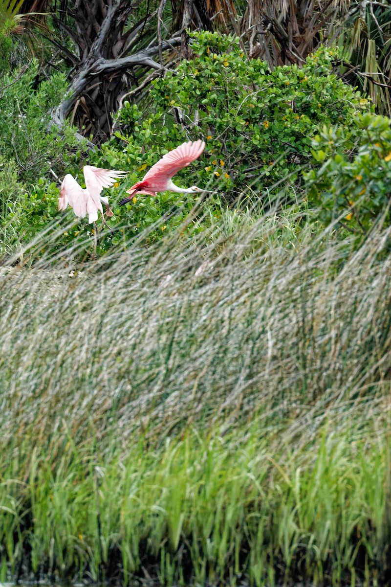 Roseate Spoonbill - ML636110862