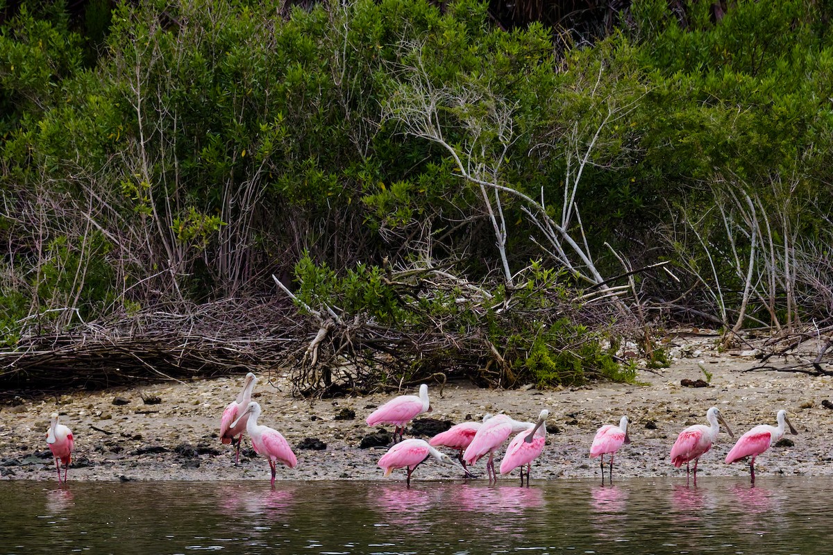 Roseate Spoonbill - ML636110863