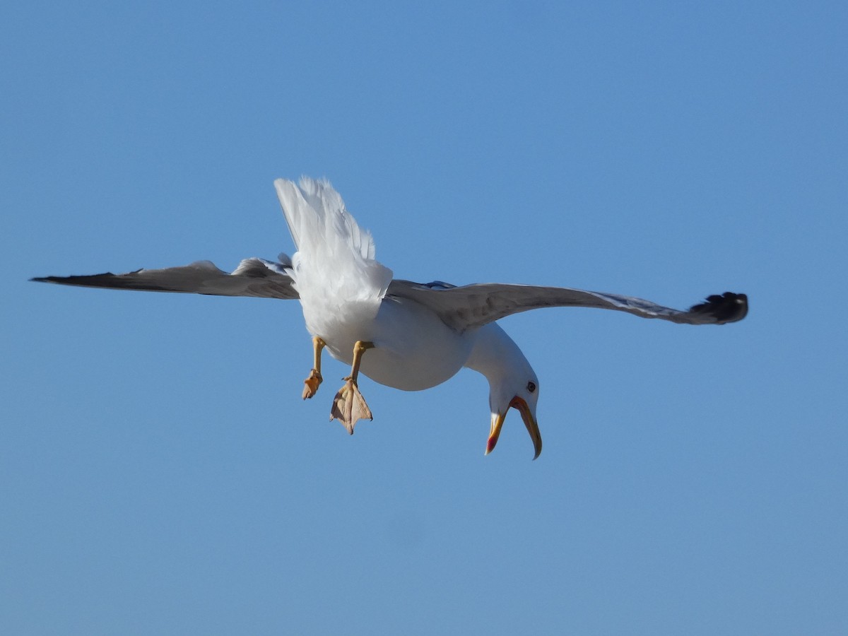 Yellow-legged Gull - ML636110921