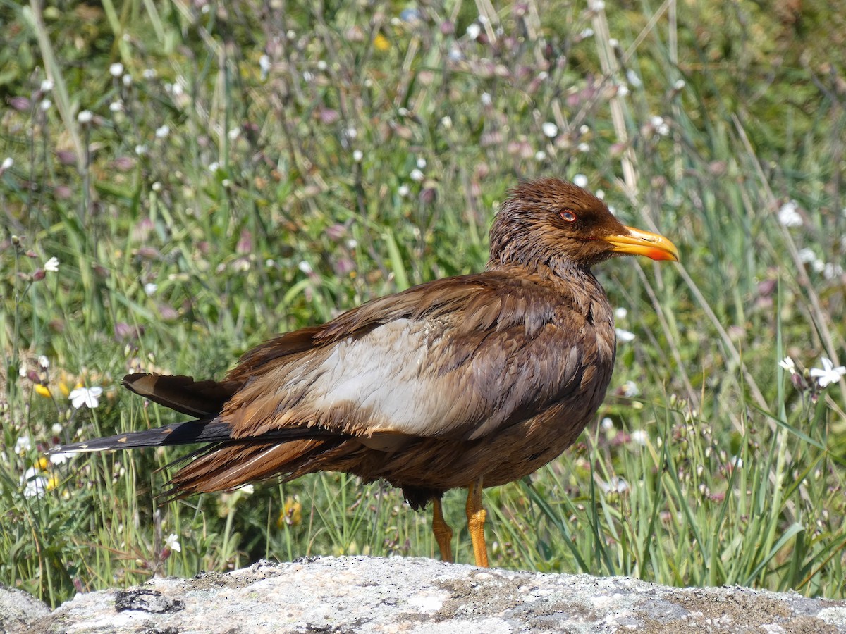 Yellow-legged Gull - ML636110922