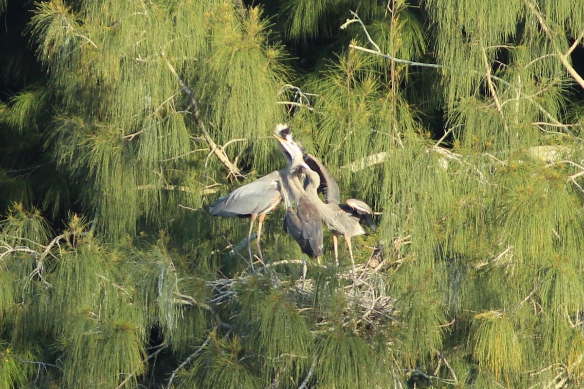 Great Blue Heron (Great Blue) - ML636110927