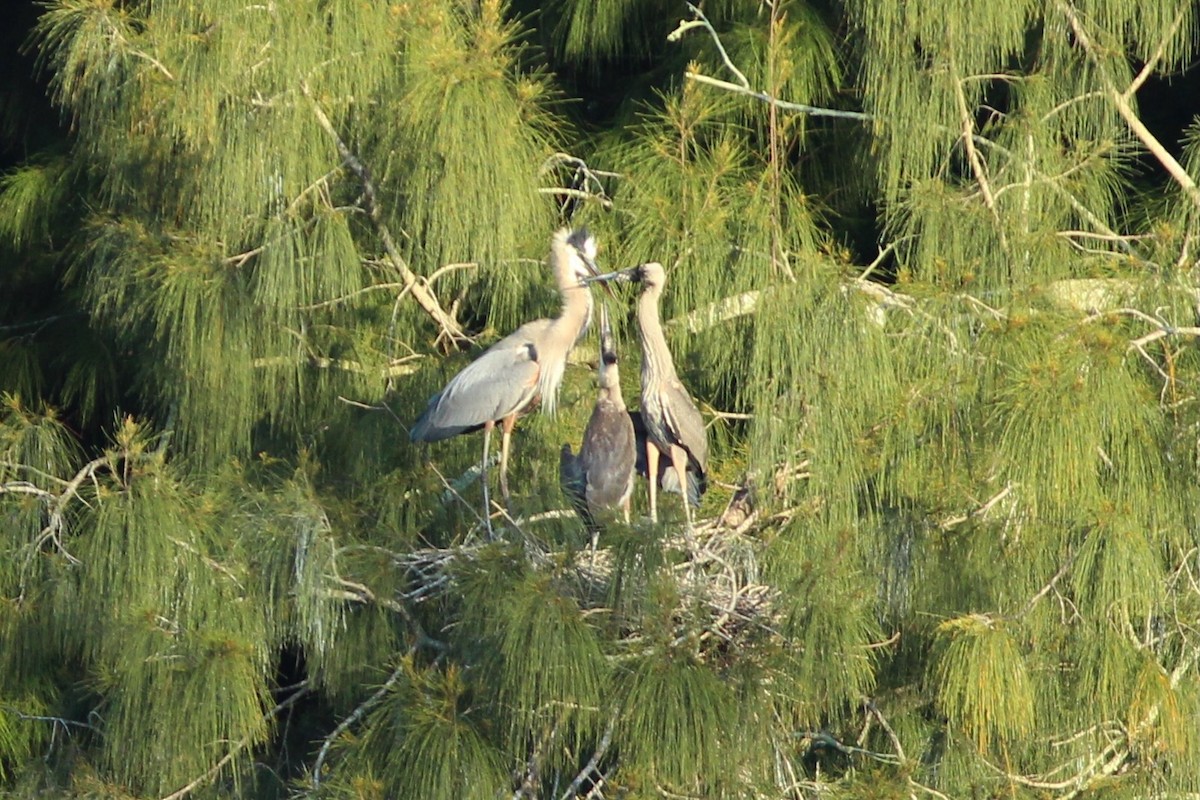 Great Blue Heron (Great Blue) - ML636110928