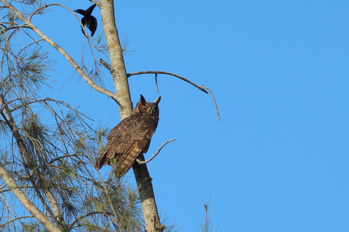 Great Horned Owl - ML636110945