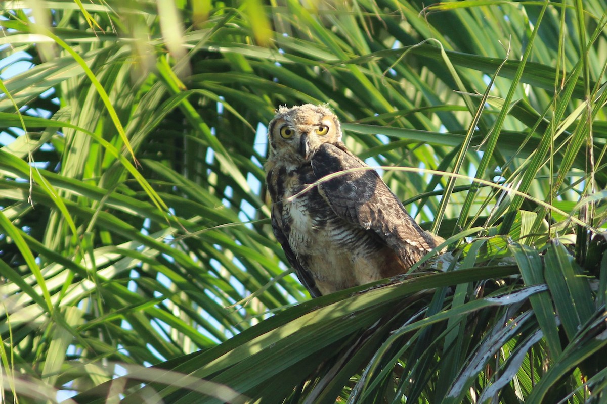 Great Horned Owl - ML636110946