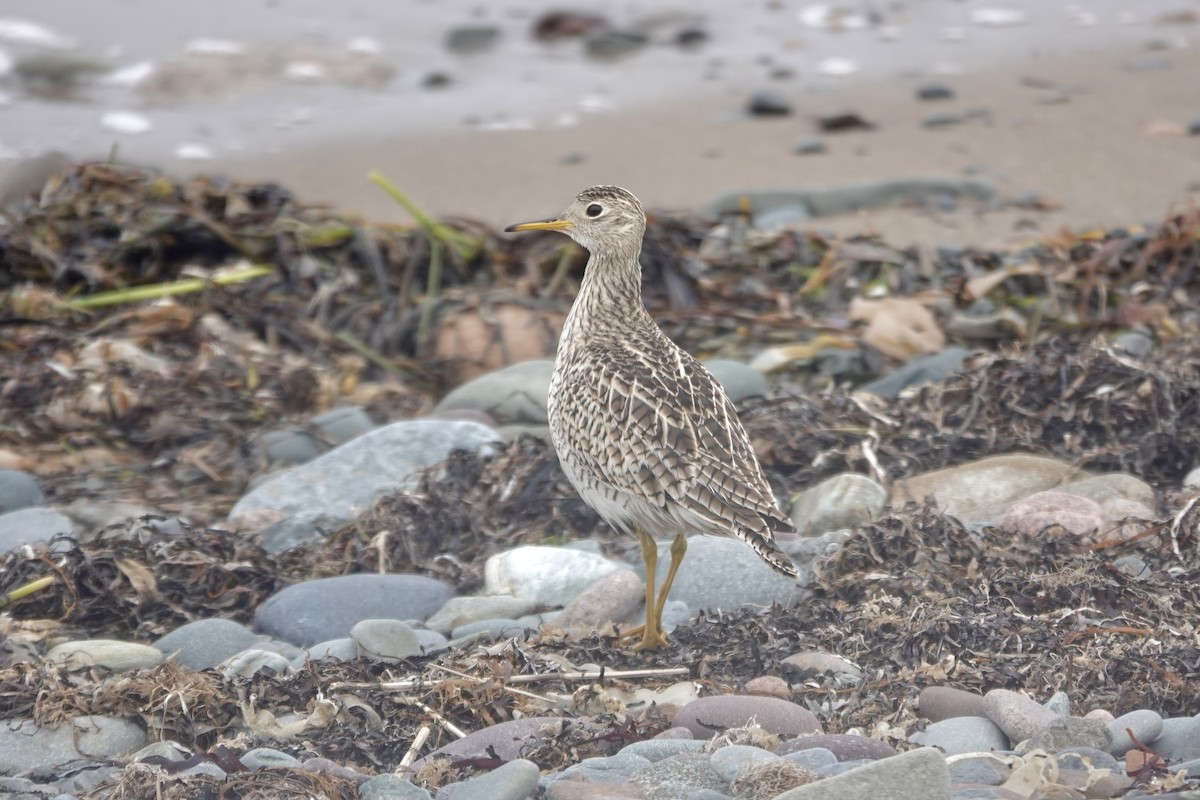 Upland Sandpiper - ML636111174
