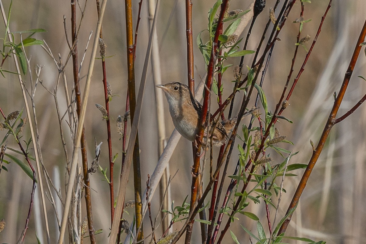 Sedge Wren - ML636111175