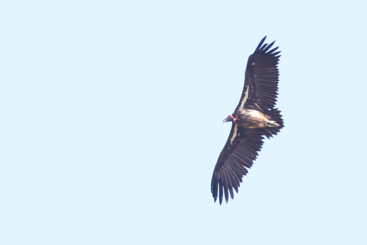 Lappet-faced Vulture - ML636111207