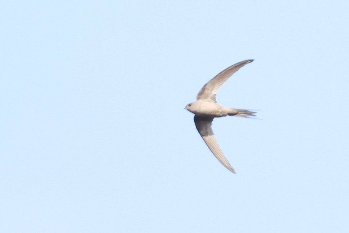 African Palm Swift - ML636111224