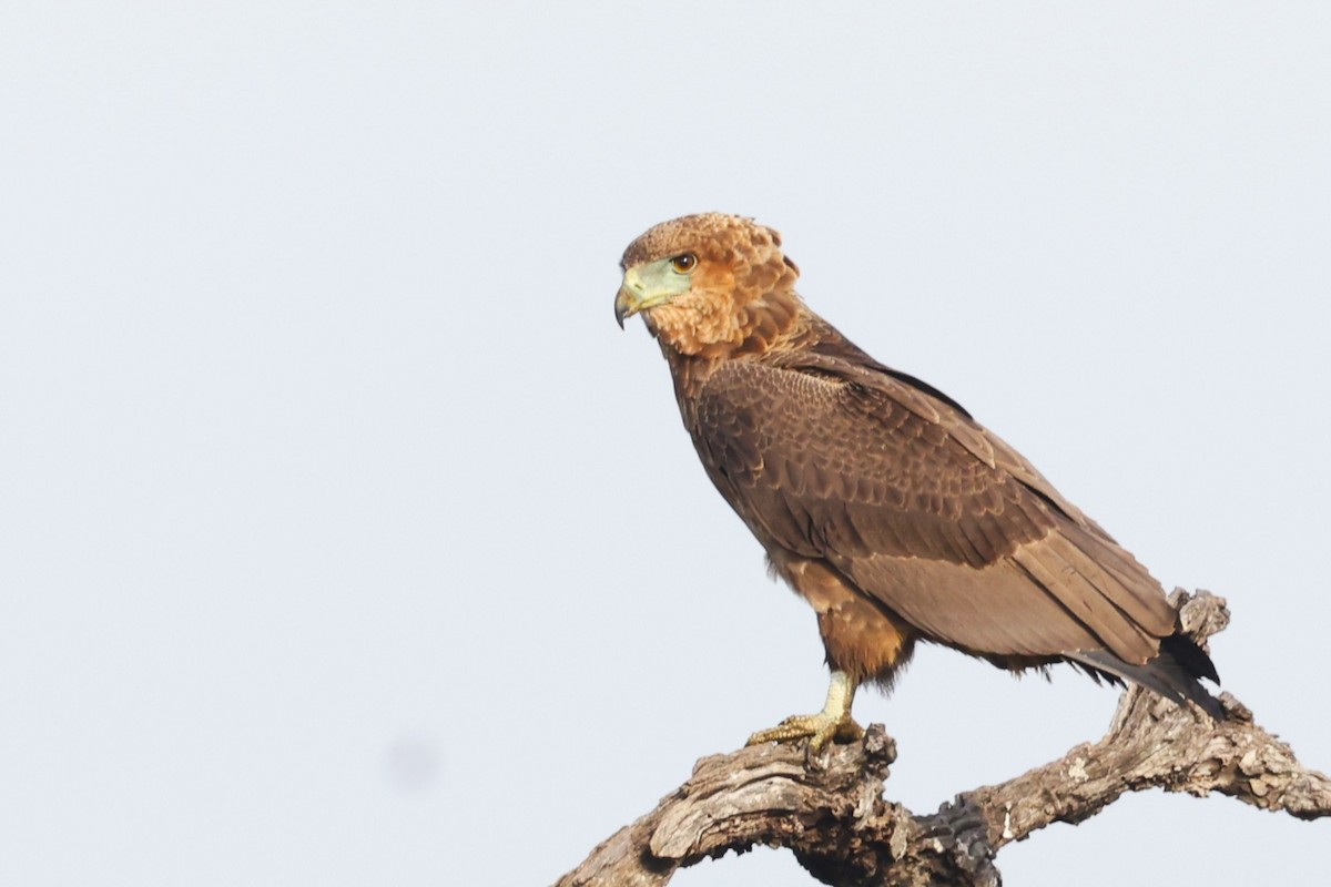 Bateleur - ML636111240