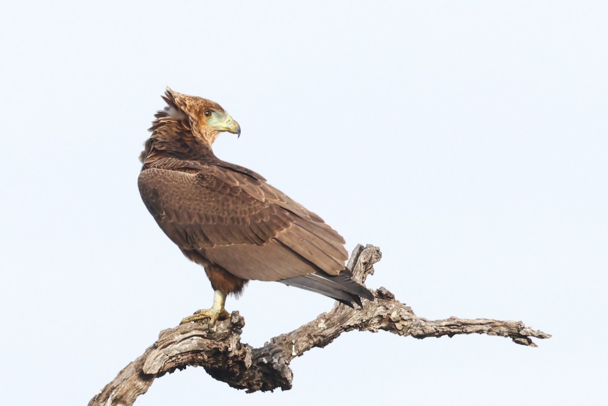 Bateleur - ML636111241