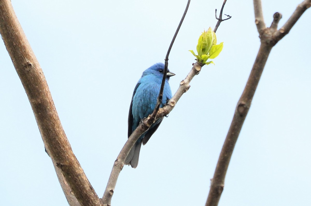 Indigo Bunting - ML636111254