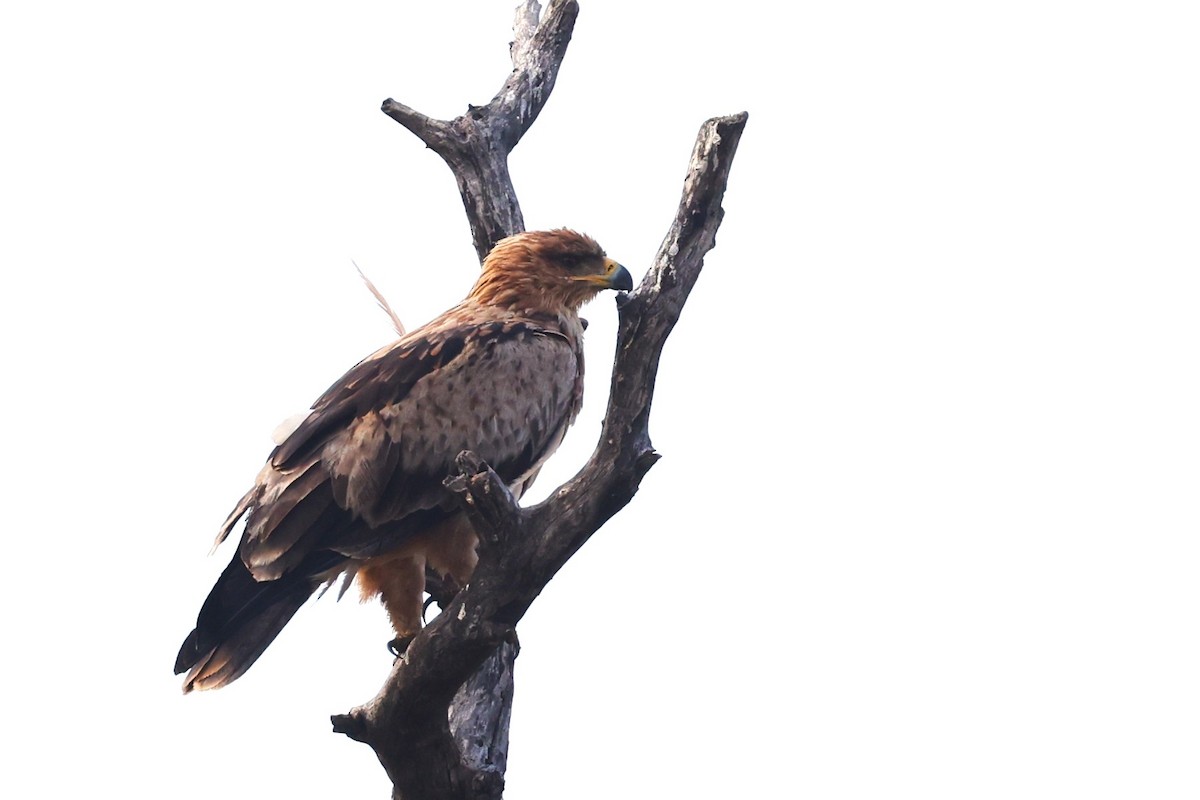 Tawny Eagle - ML636111315
