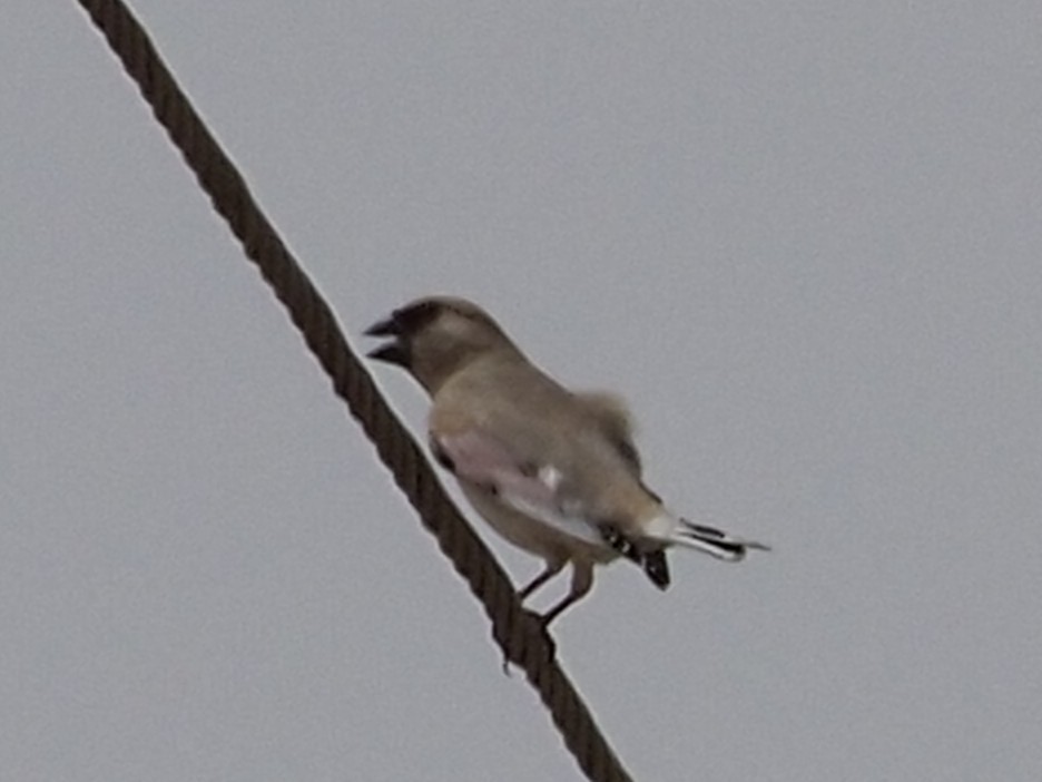 Desert Finch - ML636111344