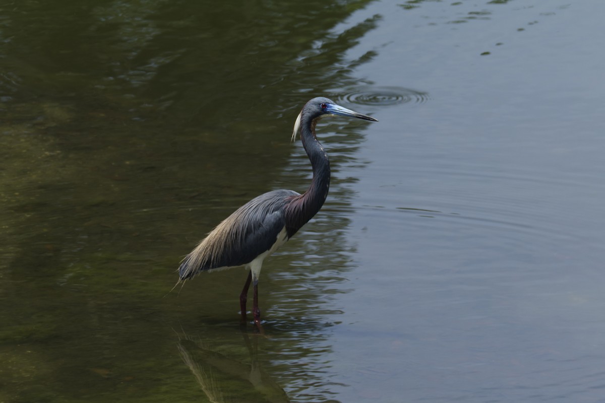 Tricolored Heron - ML636111406