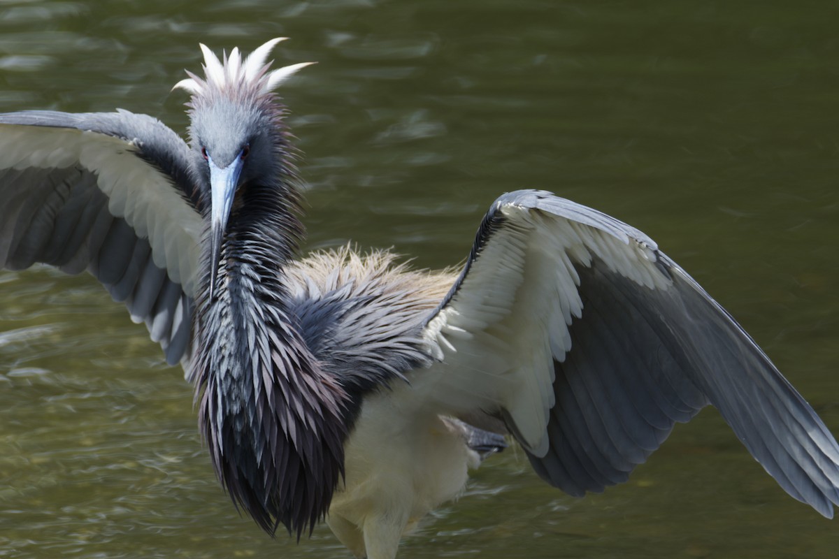 Tricolored Heron - ML636111407
