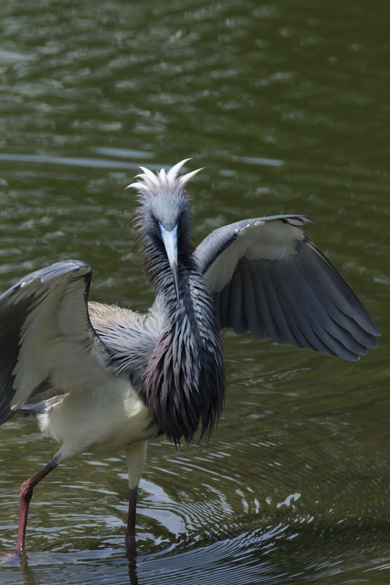 Tricolored Heron - ML636111408