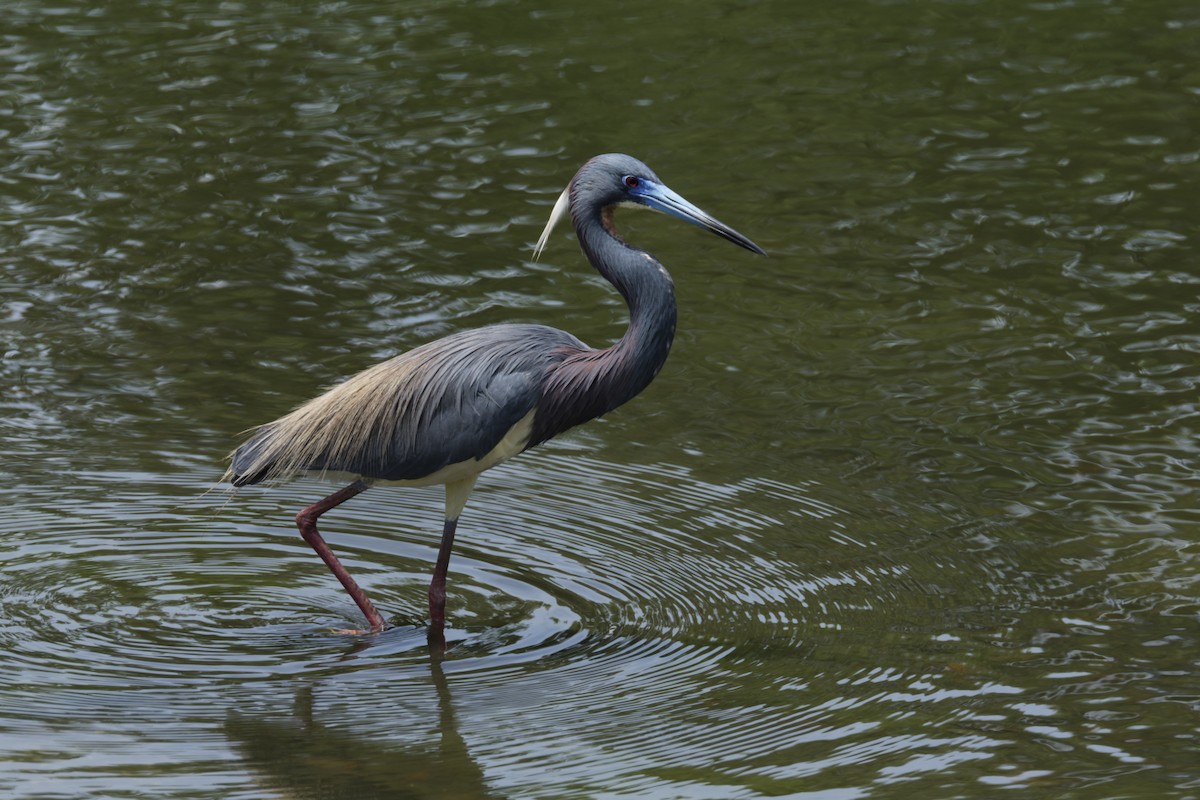 Tricolored Heron - ML636111409