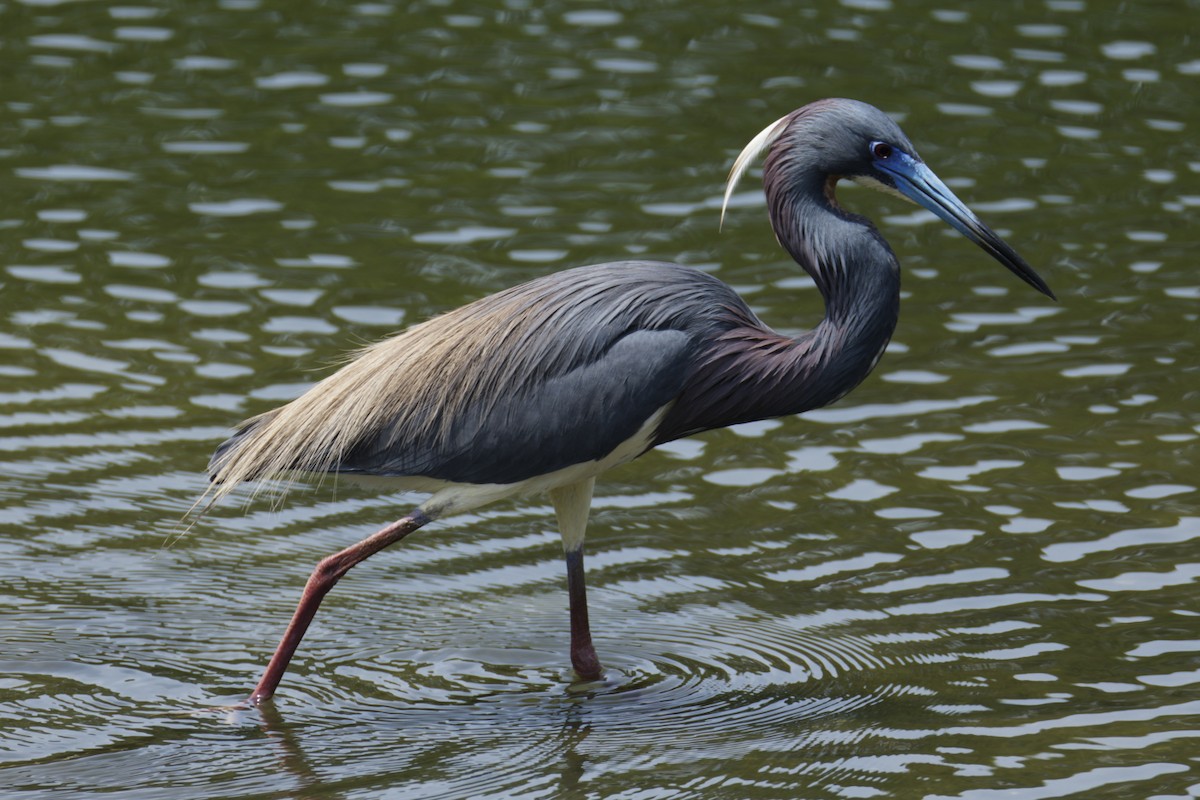 Tricolored Heron - ML636111410
