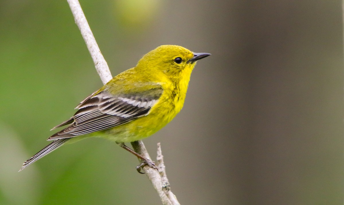 Pine Warbler - ML636111427