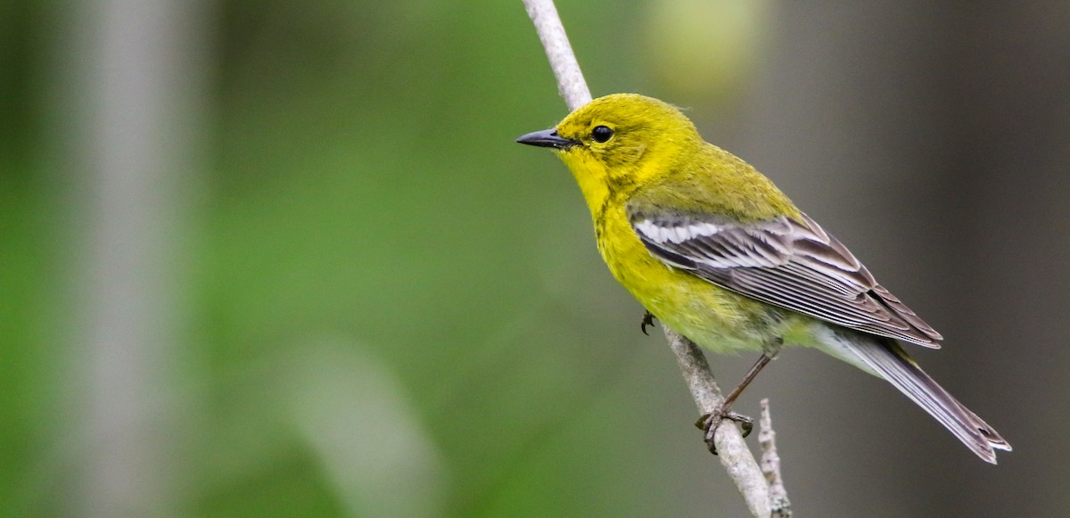 Pine Warbler - ML636111429