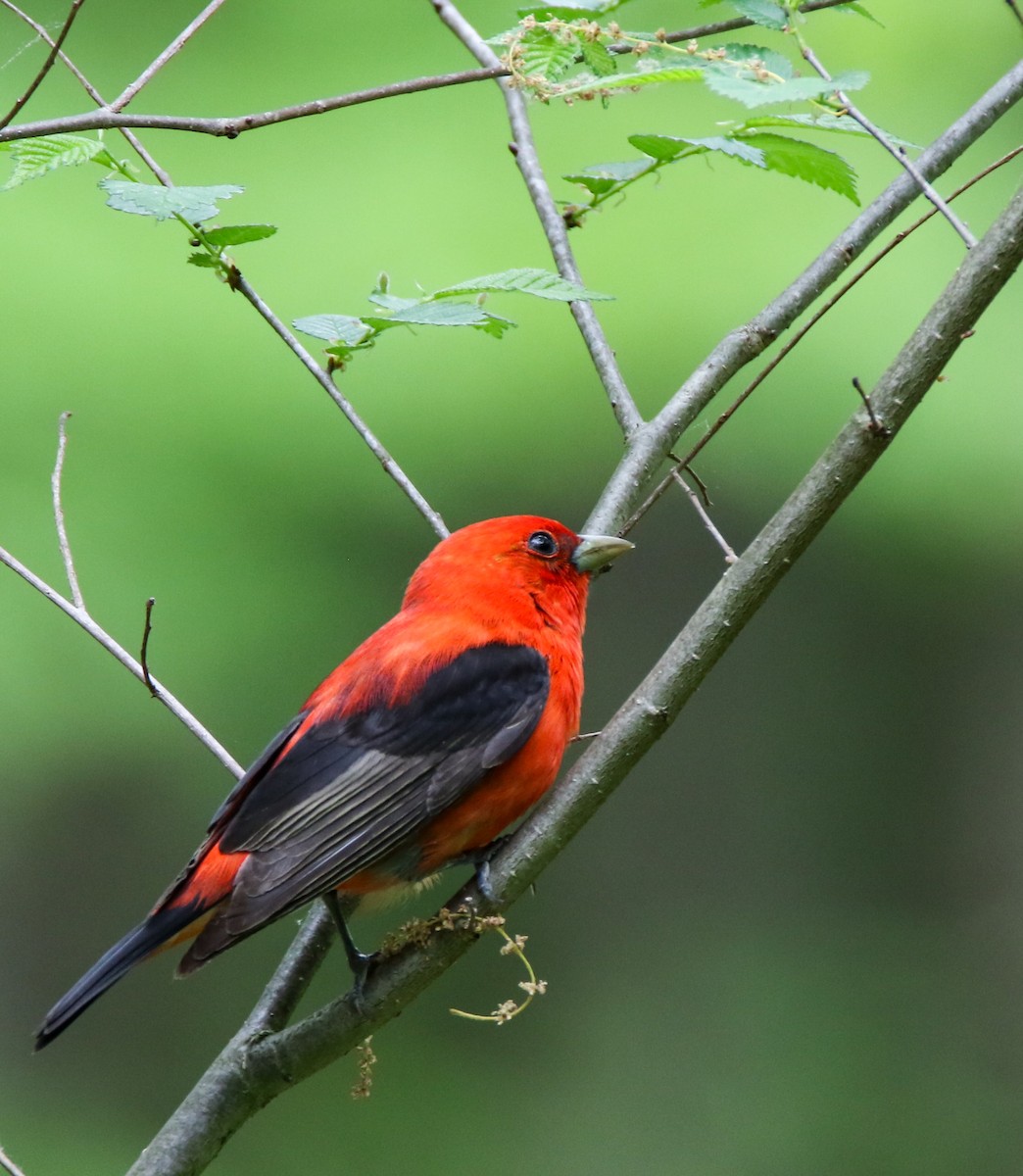 Scarlet Tanager - ML636111433
