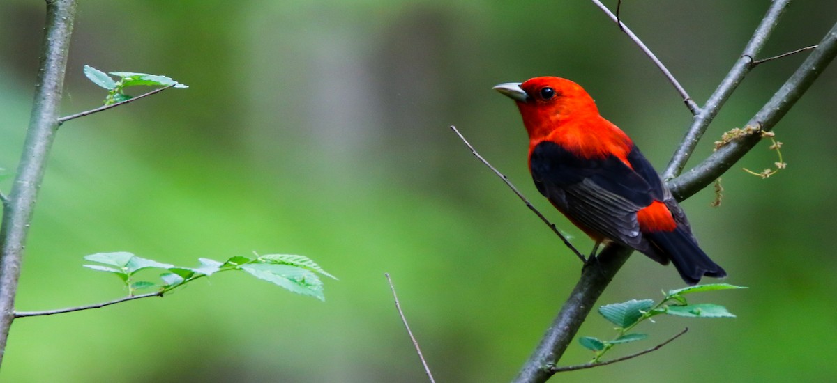 Scarlet Tanager - ML636111435