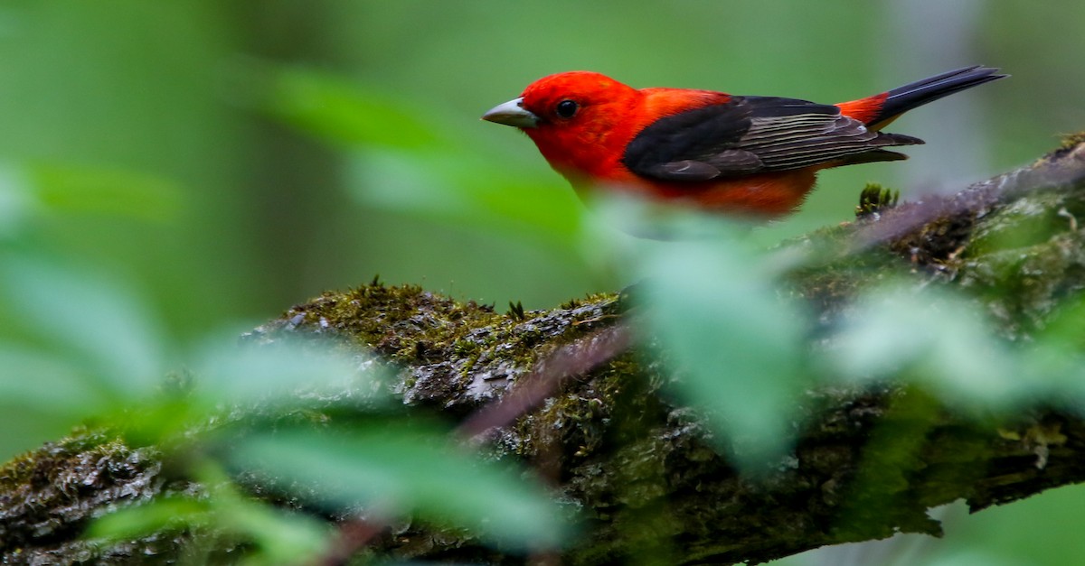 Scarlet Tanager - ML636111436