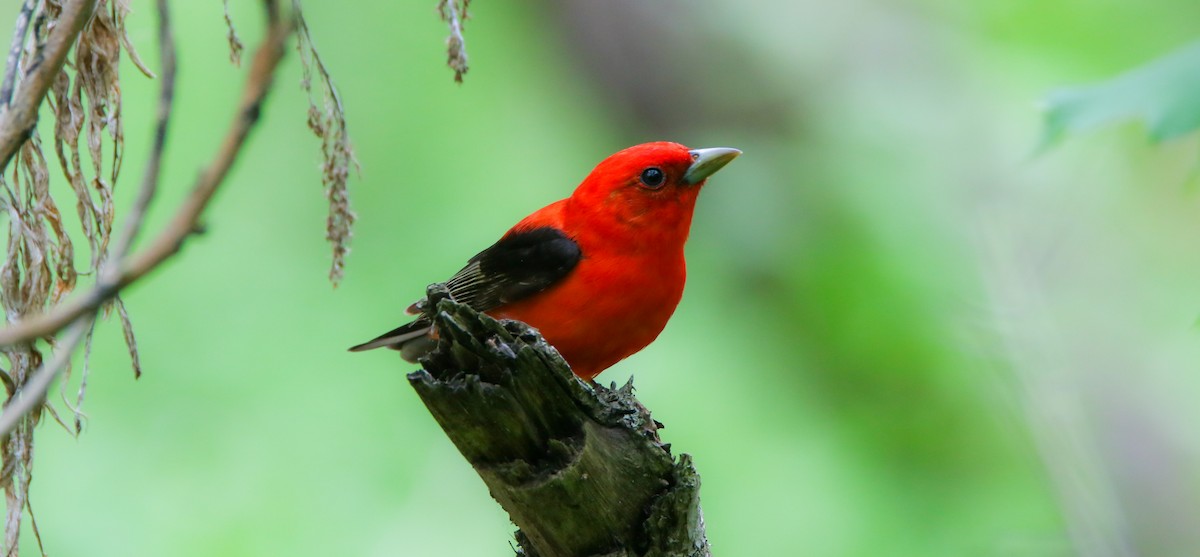 Scarlet Tanager - ML636111437