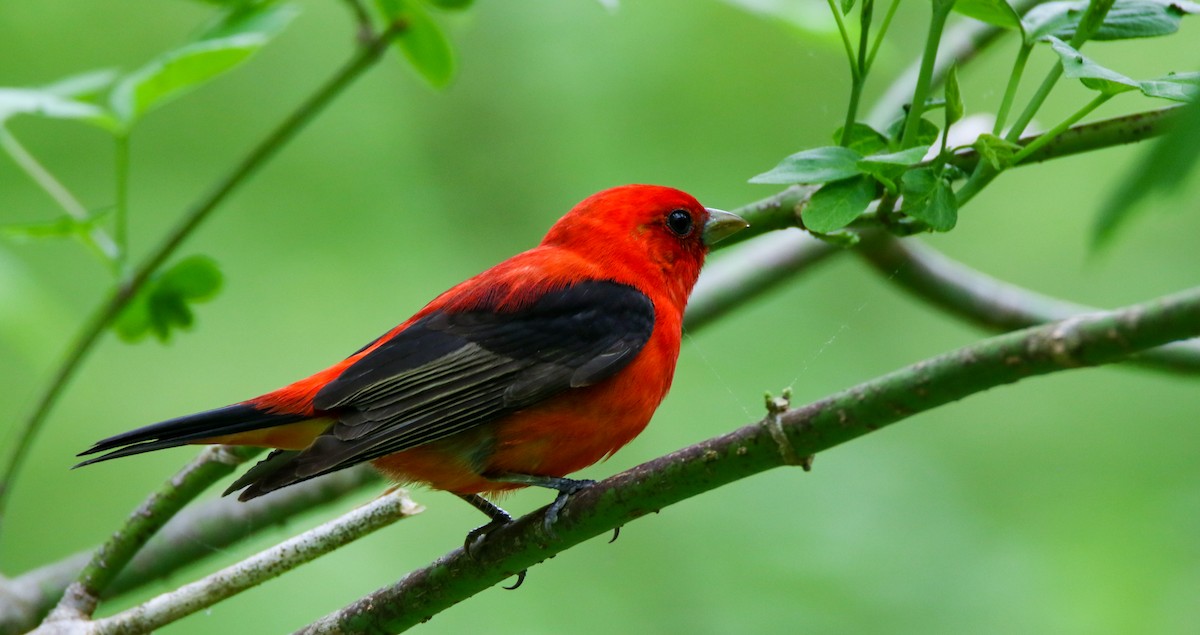 Scarlet Tanager - ML636111438