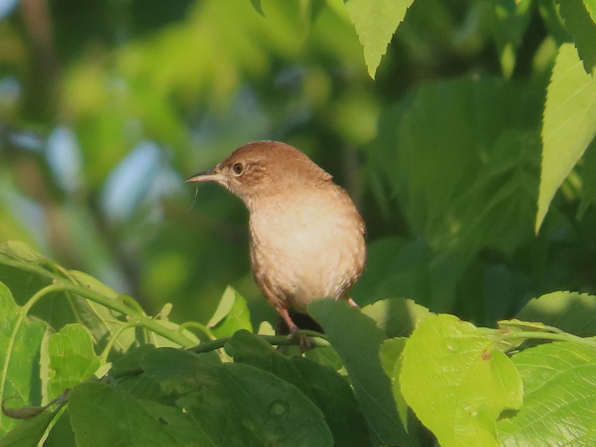 Northern House Wren - ML636111457