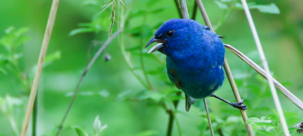 Indigo Bunting - ML636111459
