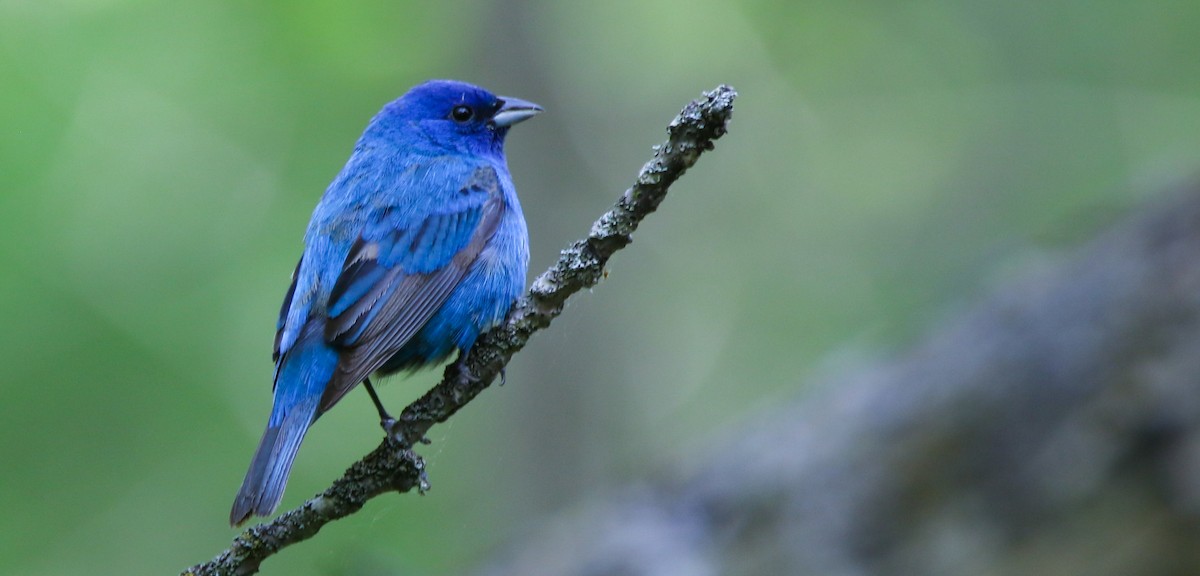 Indigo Bunting - ML636111460