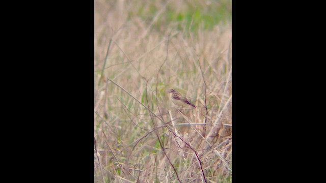 Amur Stonechat - ML636111471