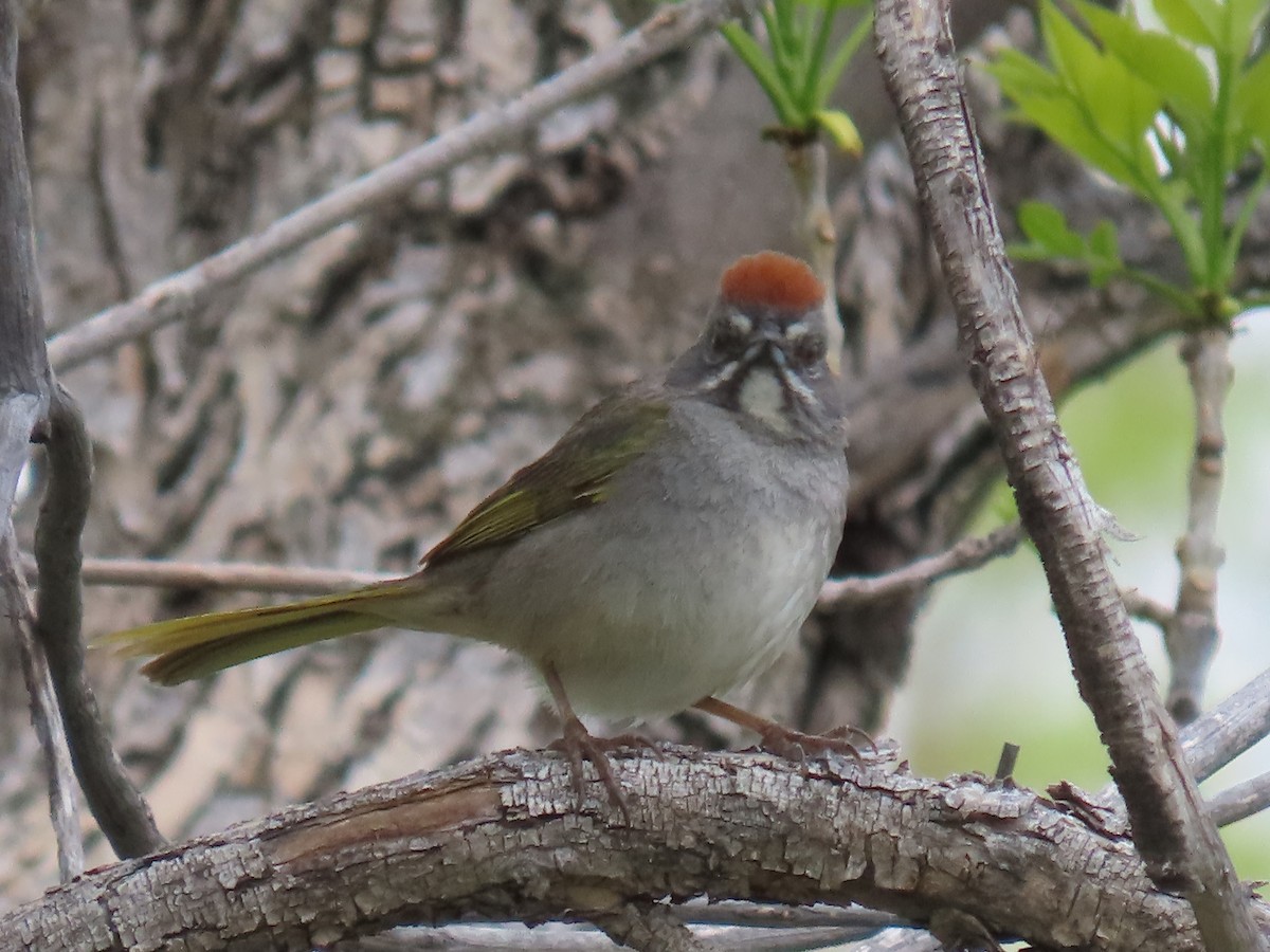 Green-tailed Towhee - ML636111533