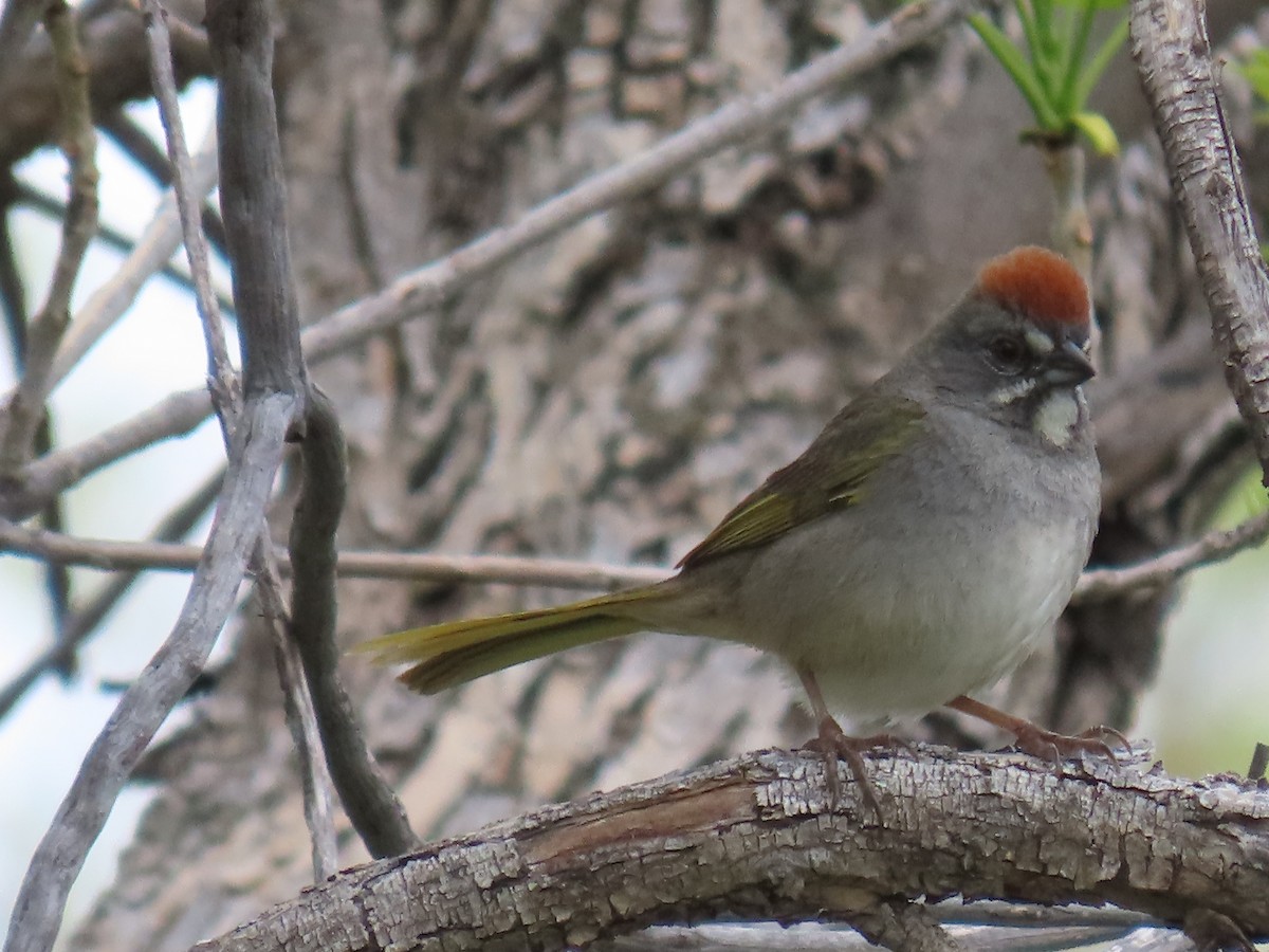 Green-tailed Towhee - ML636111549