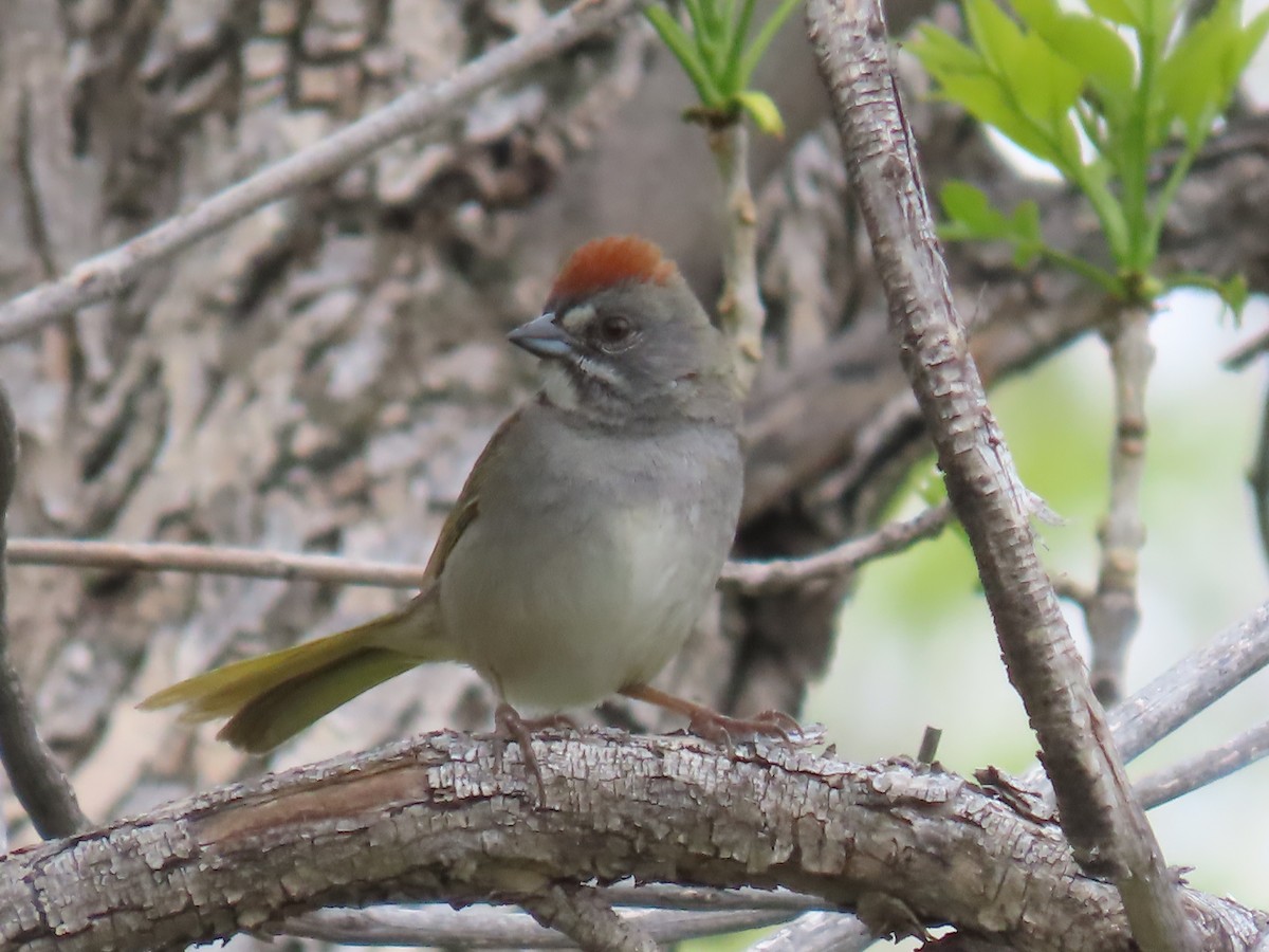 Green-tailed Towhee - ML636111562