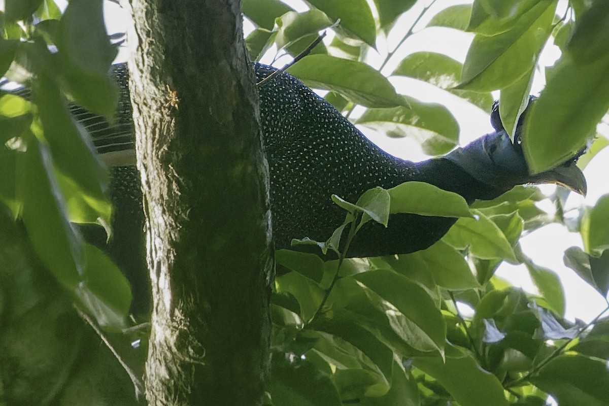 Western Crested Guineafowl - ML636111571