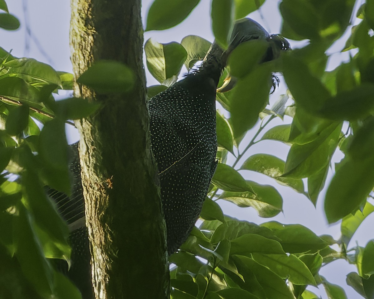 Western Crested Guineafowl - ML636111574
