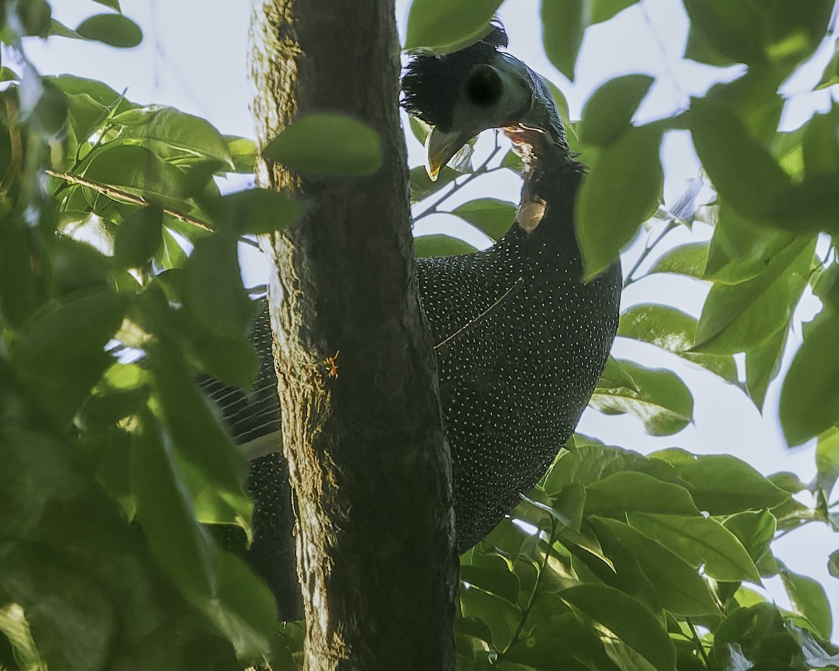 Western Crested Guineafowl - ML636111575