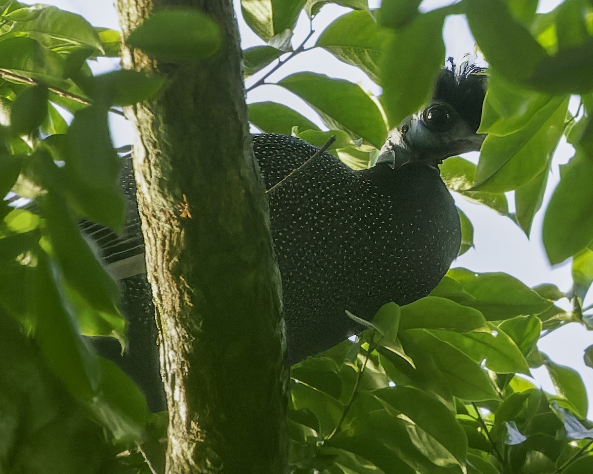 Western Crested Guineafowl - ML636111576
