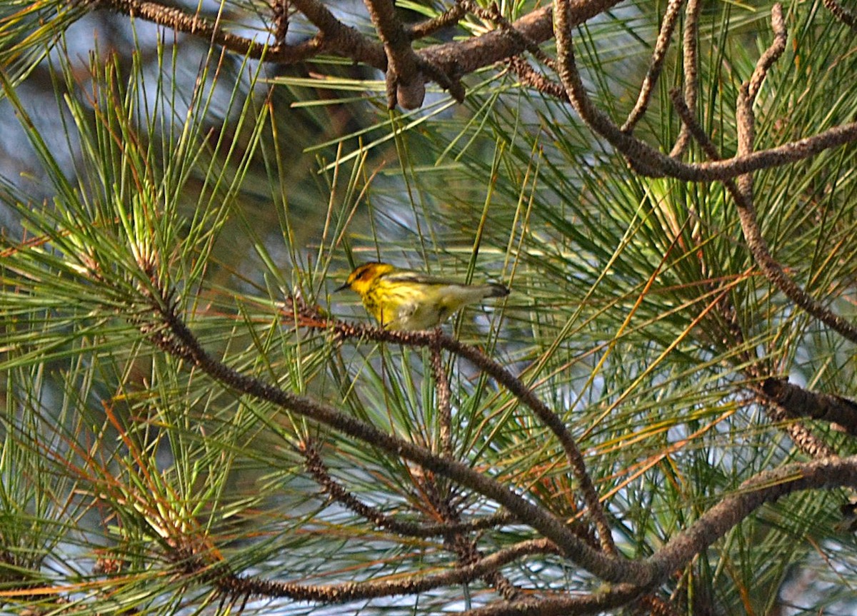 Cape May Warbler - ML636111608