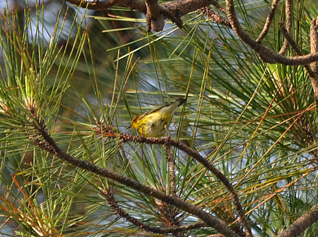 Cape May Warbler - ML636111619