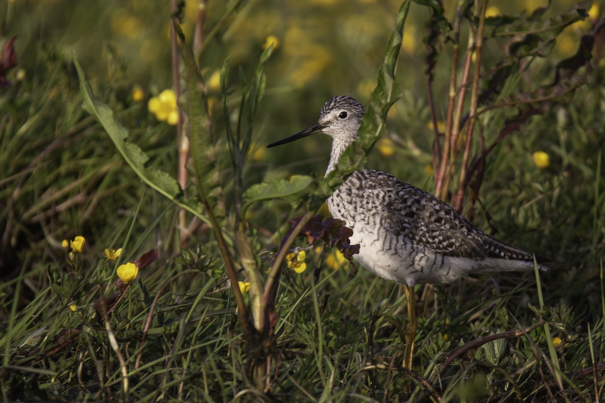 Greater Yellowlegs - ML636111641