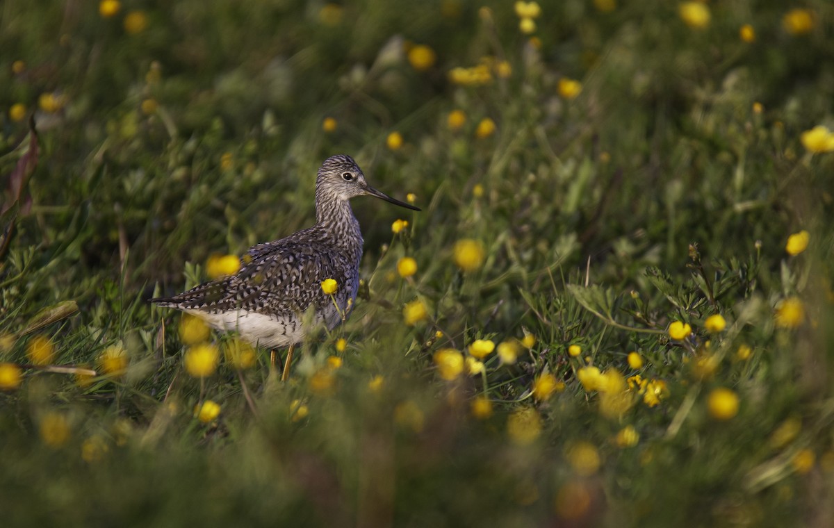 Greater Yellowlegs - ML636111642