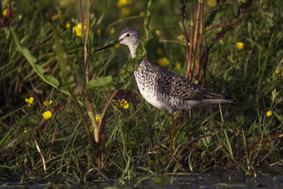 Greater Yellowlegs - ML636111643