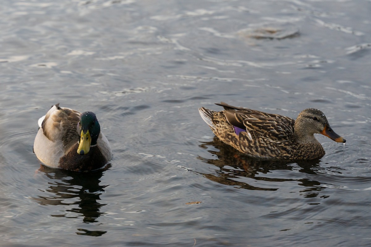 Canard colvert - ML636111678